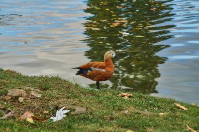 Прикрепленное изображение: DSC04185-1.jpg